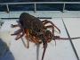 Tuncurry-PhilRoach 036